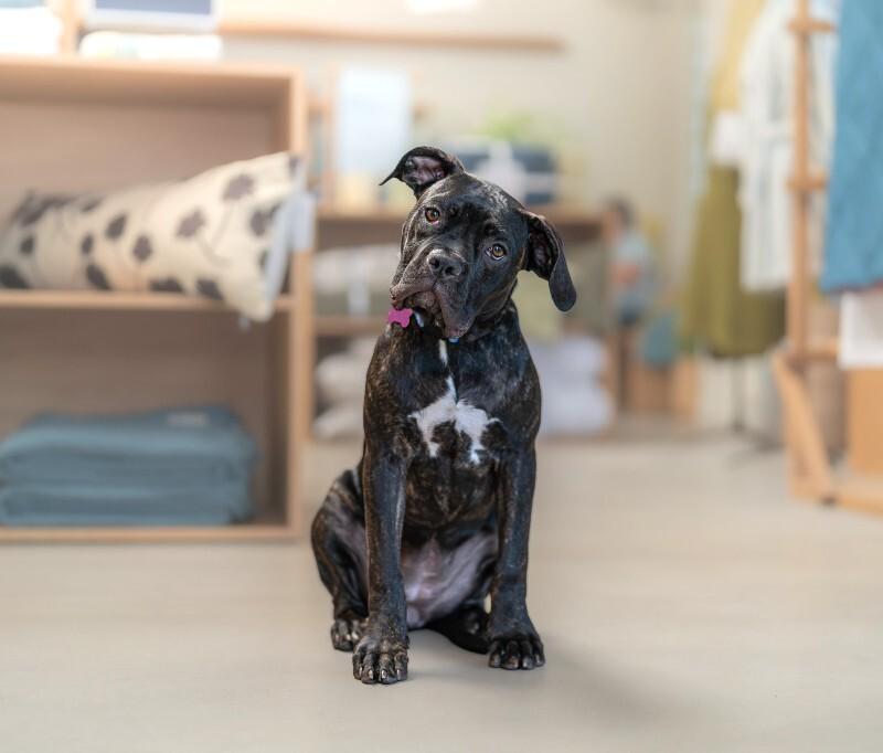 Enlarge Valentina, a Adoptable Cane Corso in Valley Village, CA image 4/6