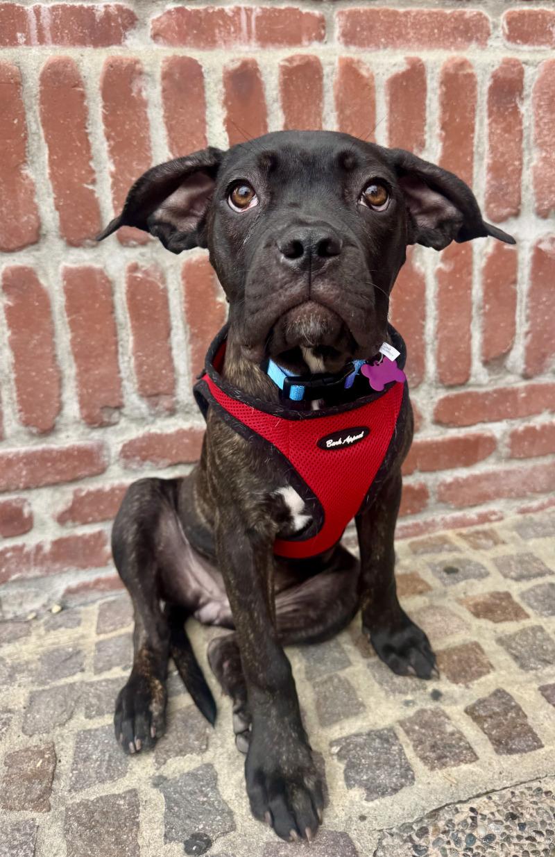 Valentina, a Adoptable Cane Corso in Valley Village, CA image 5/6