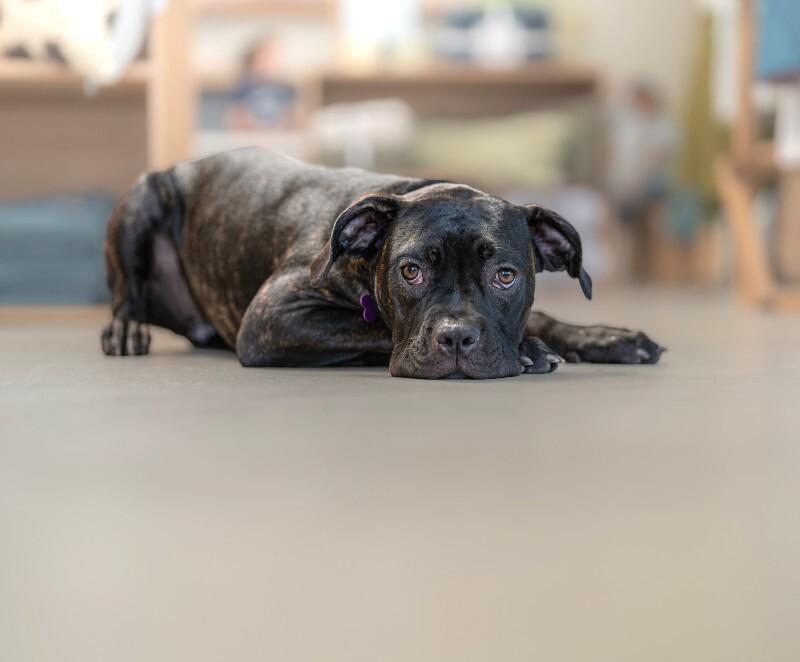 Enlarge Valentina, a Adoptable Cane Corso in Valley Village, CA image 6/6