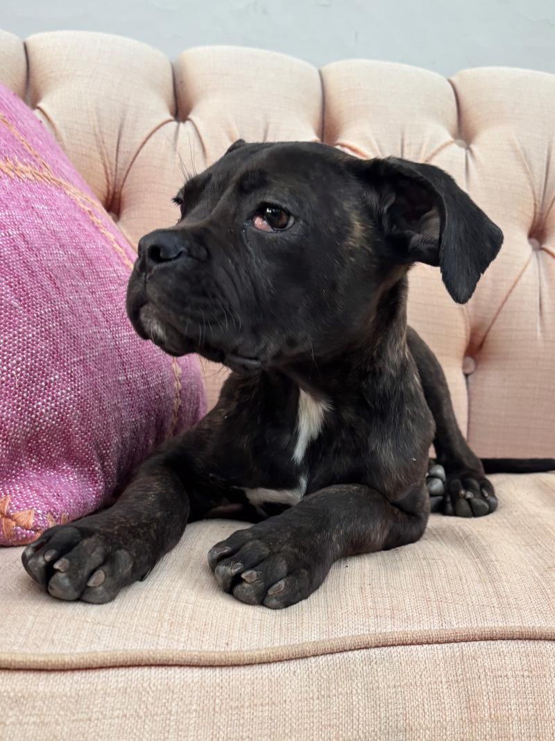 Enlarge Valentina, a Adoptable Cane Corso in Valley Village, CA image 4/4