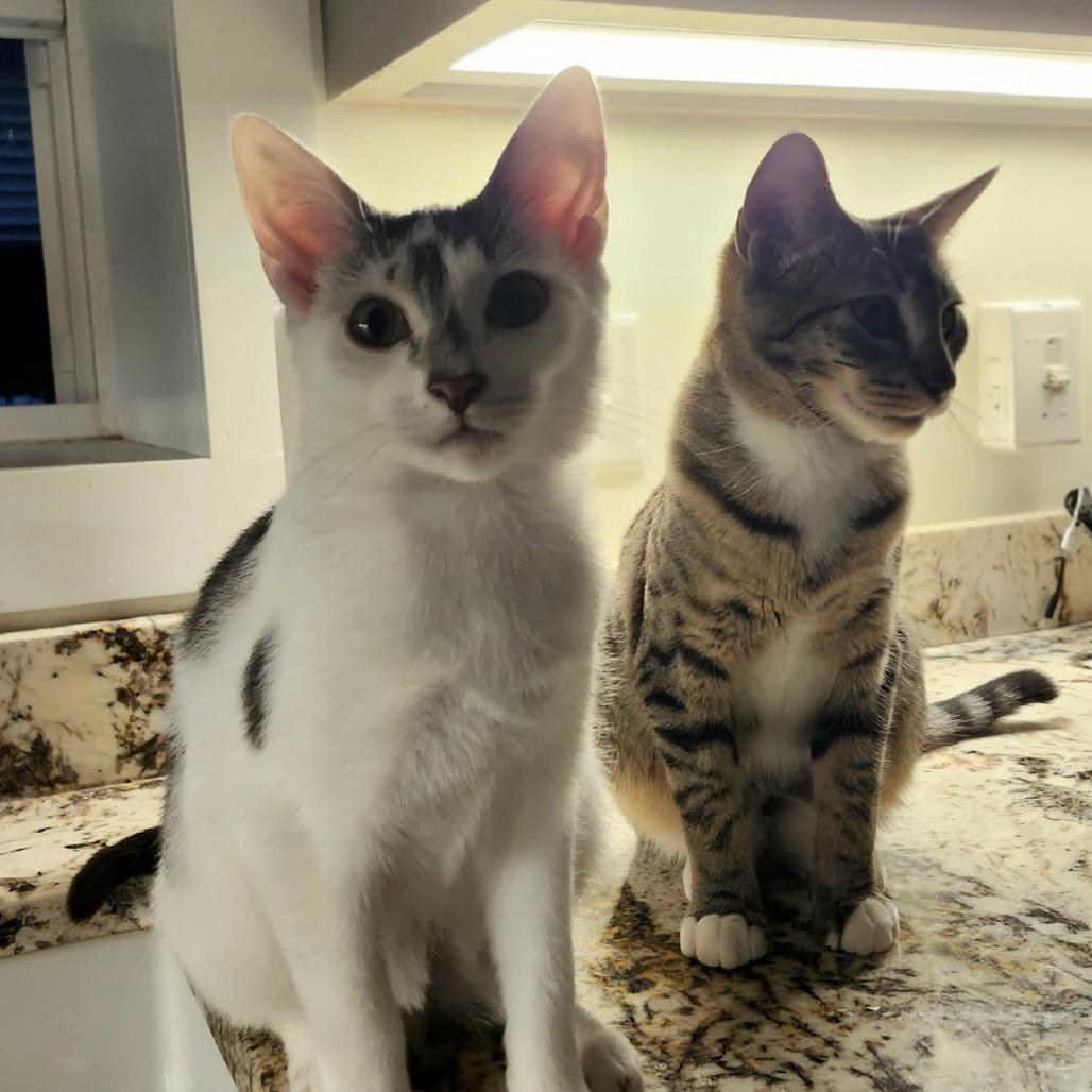 Suzy Q — thumbnail 4