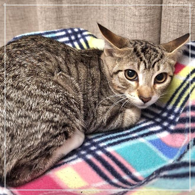 Suzy Q — thumbnail 5