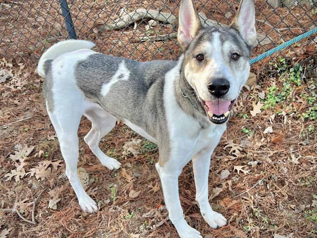 Enlarge KATO, a Adoptable mixed breed in Tallahassee, FL image 1/1
