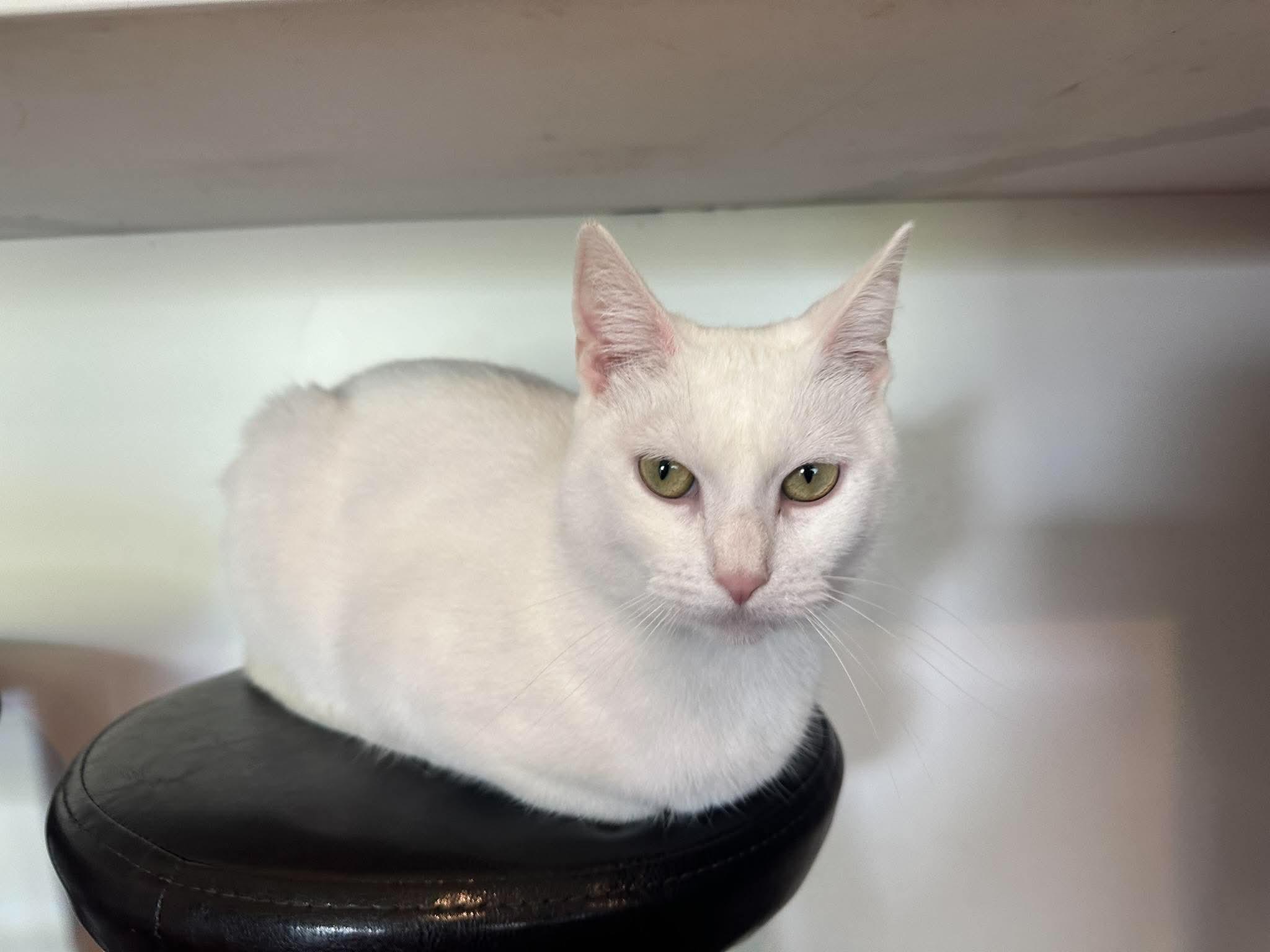 Enlarge Molly, a Adoptable Domestic Short Hair in Penfield, NY image 3/6