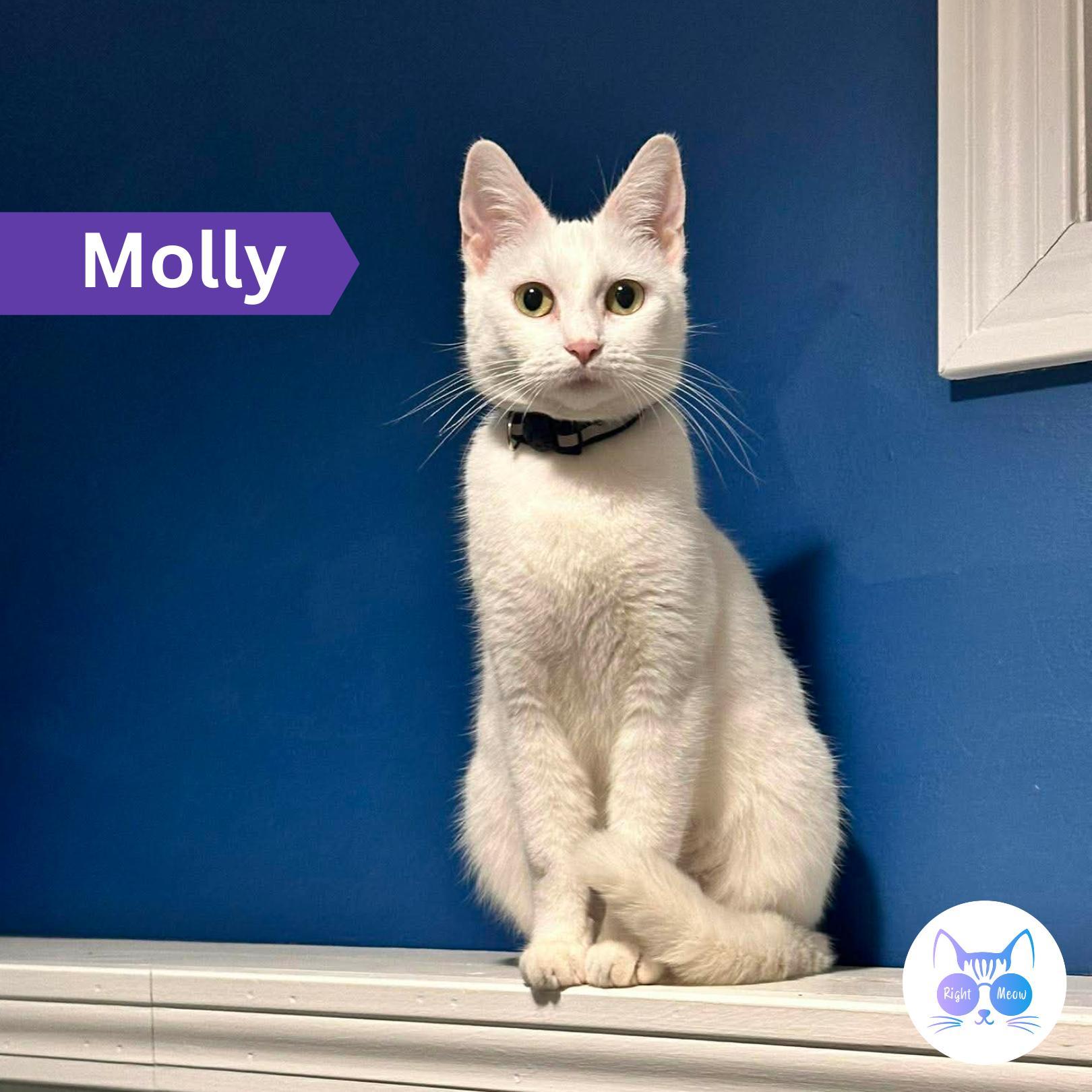 Molly, Adoptable, Adult Female Domestic Short Hair.