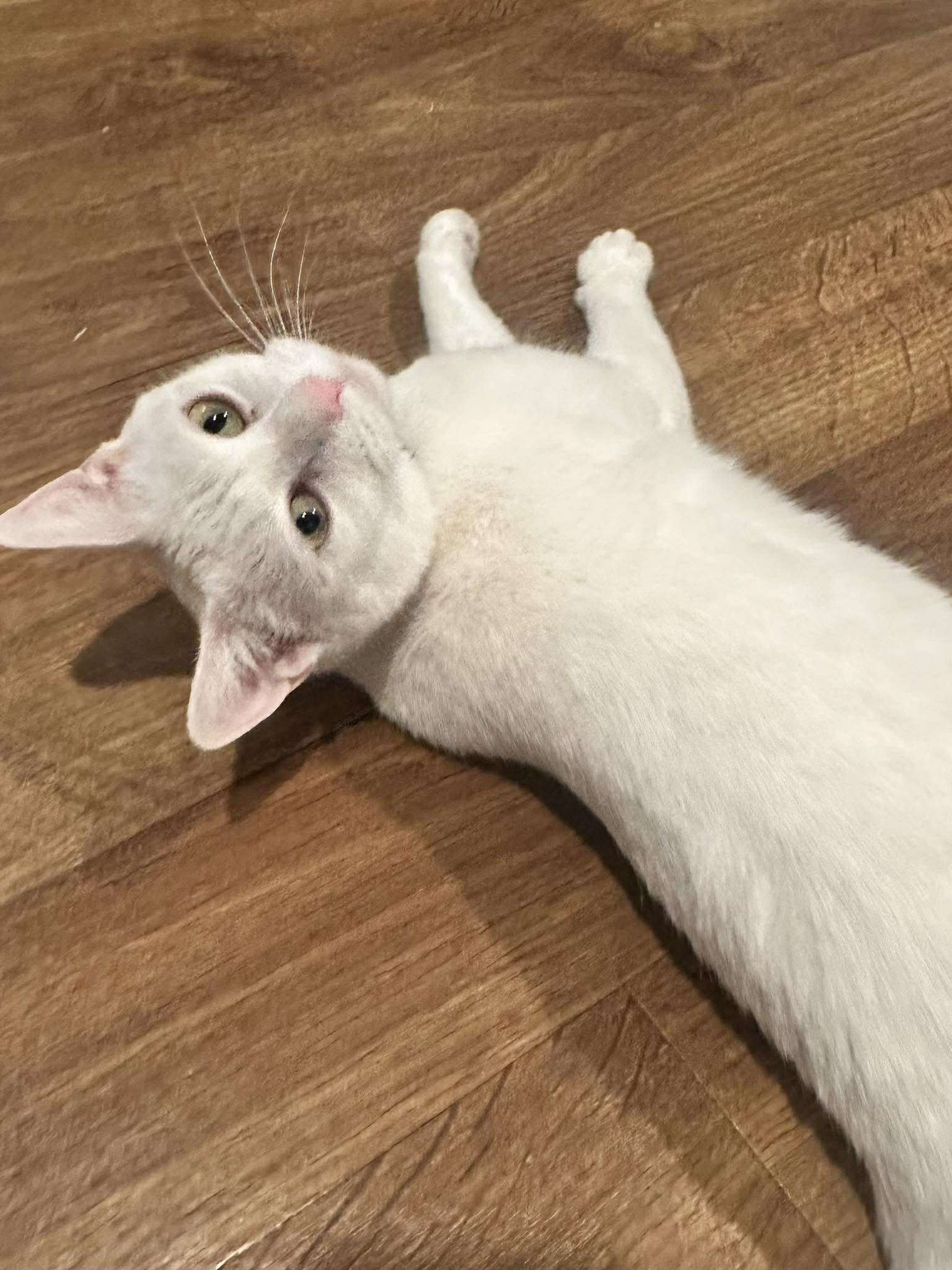 Enlarge Molly, a Adoptable Domestic Short Hair in Penfield, NY image 6/6