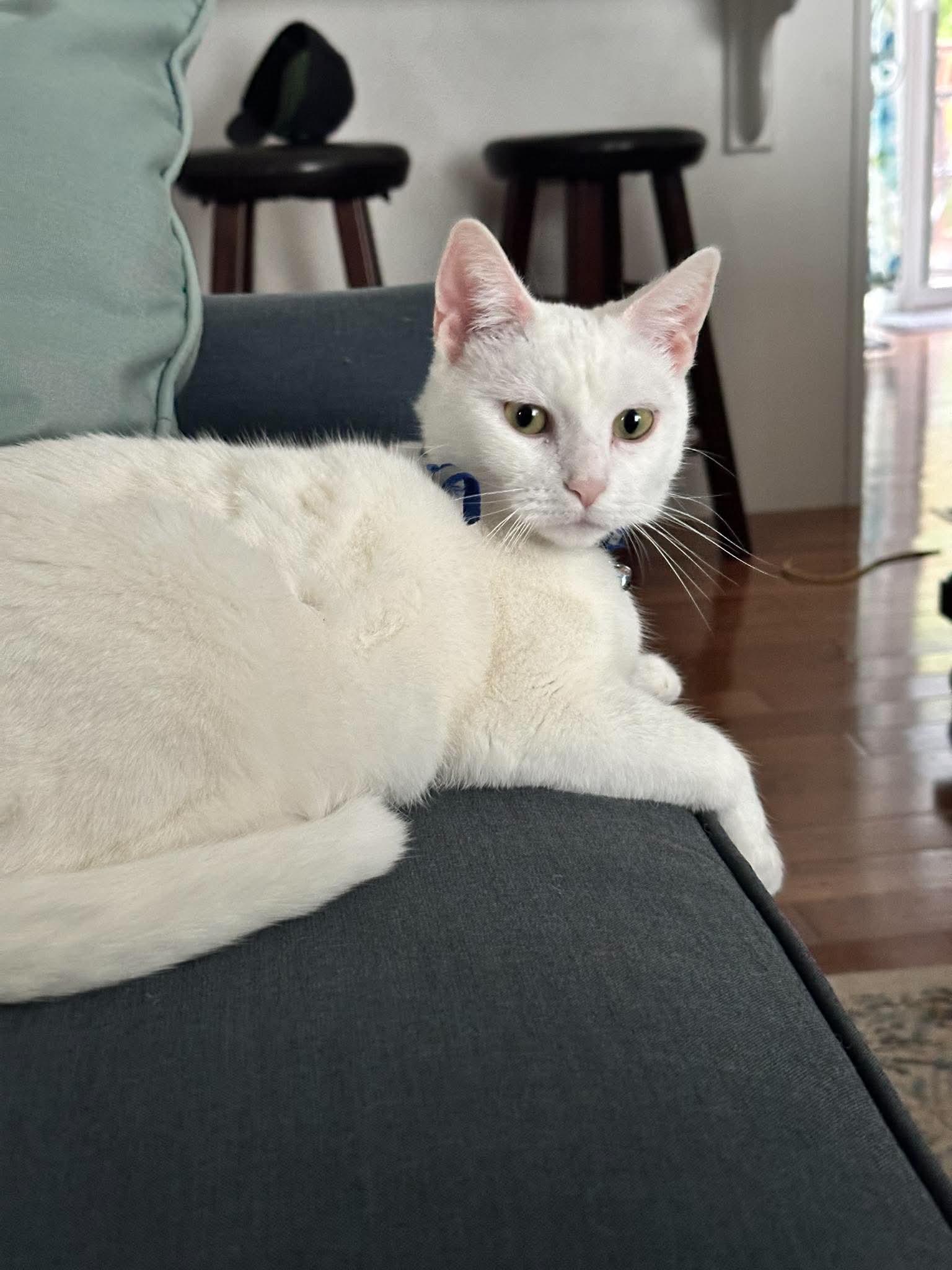 Enlarge Molly, a Adoptable Domestic Short Hair in Penfield, NY image 2/6