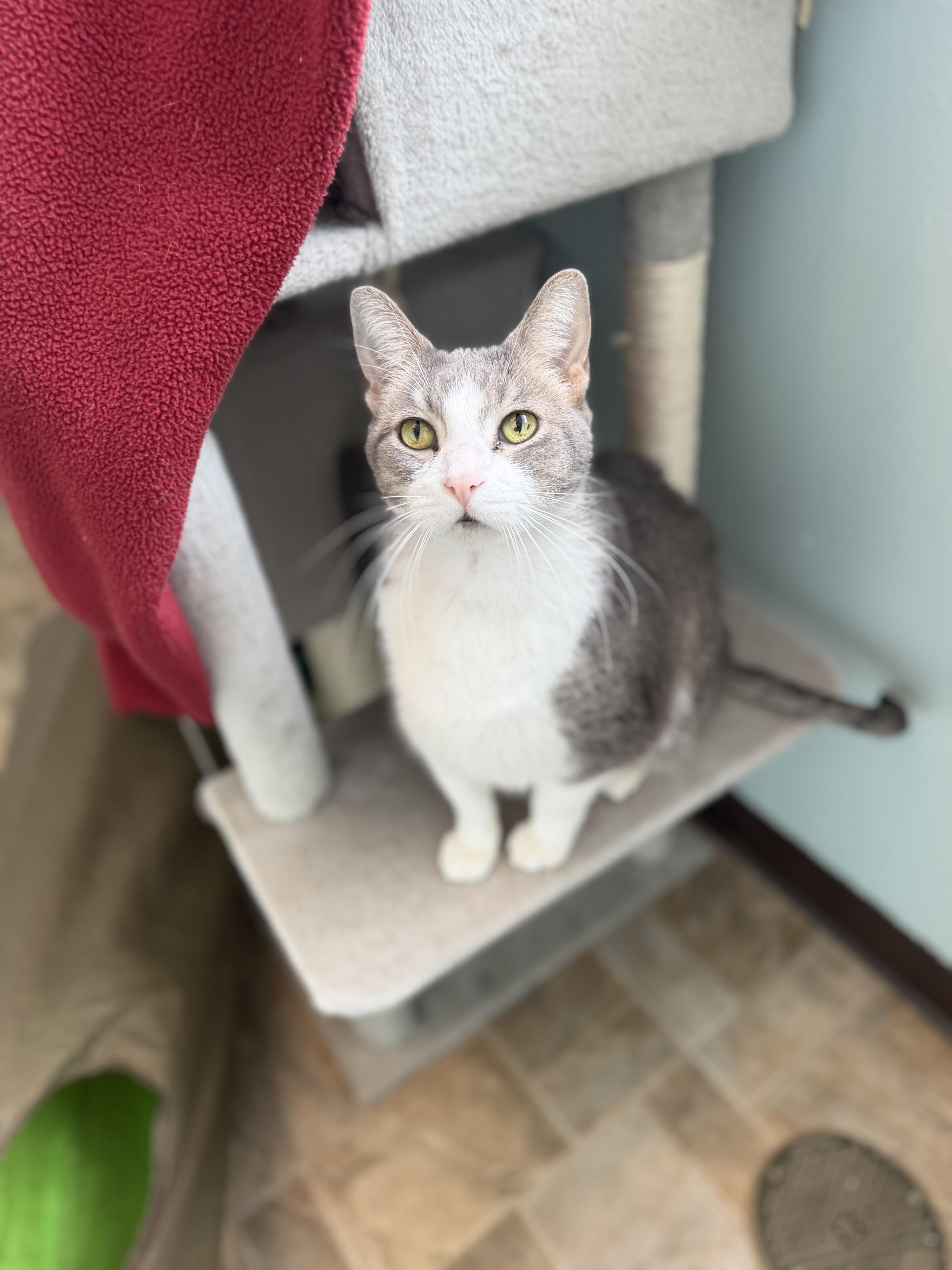 Leo, Adoptable, Senior Male Domestic Short Hair.