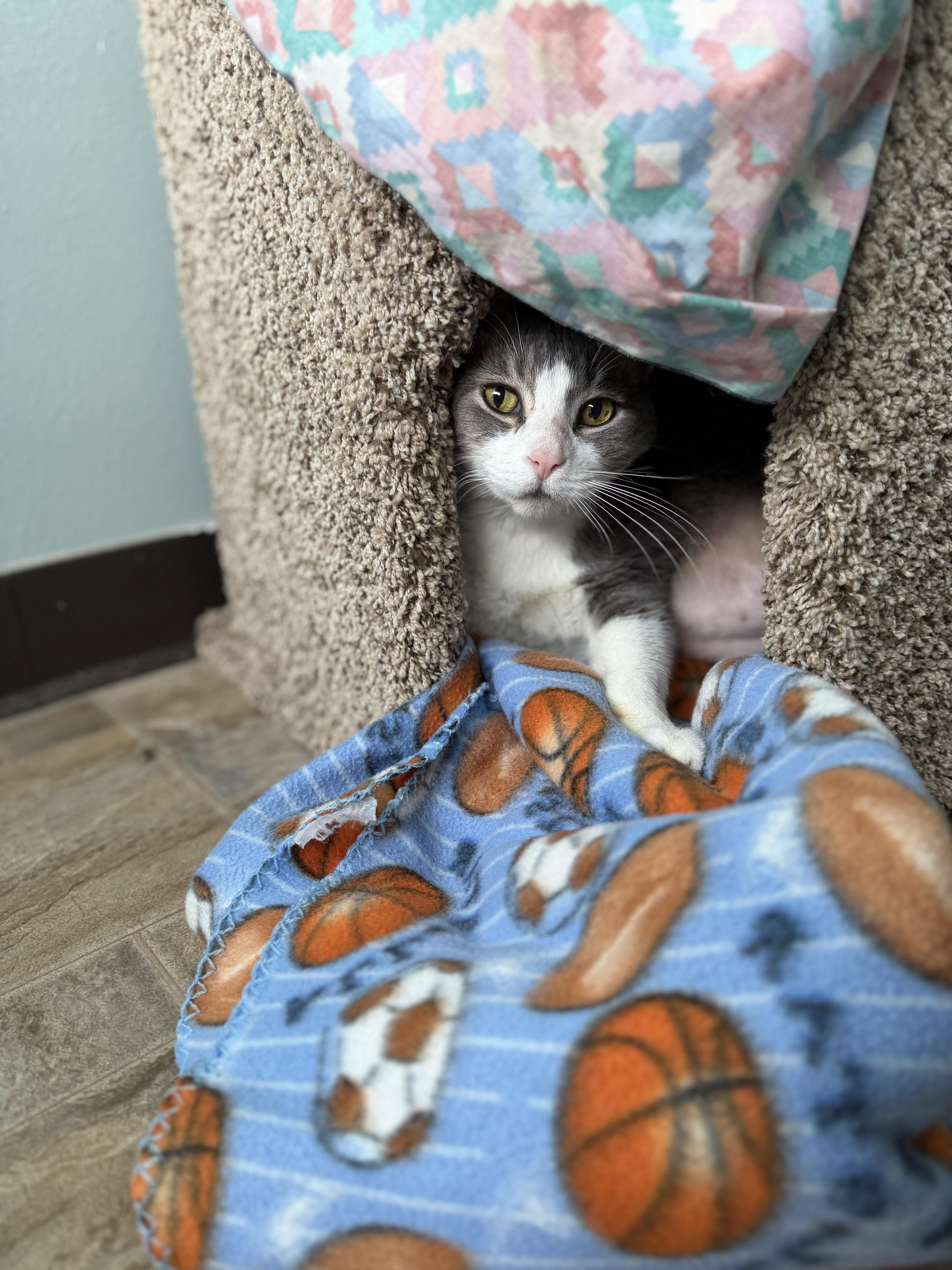 Enlarge Leo, a Adoptable Domestic Short Hair in Dodgeville, WI image 6/6