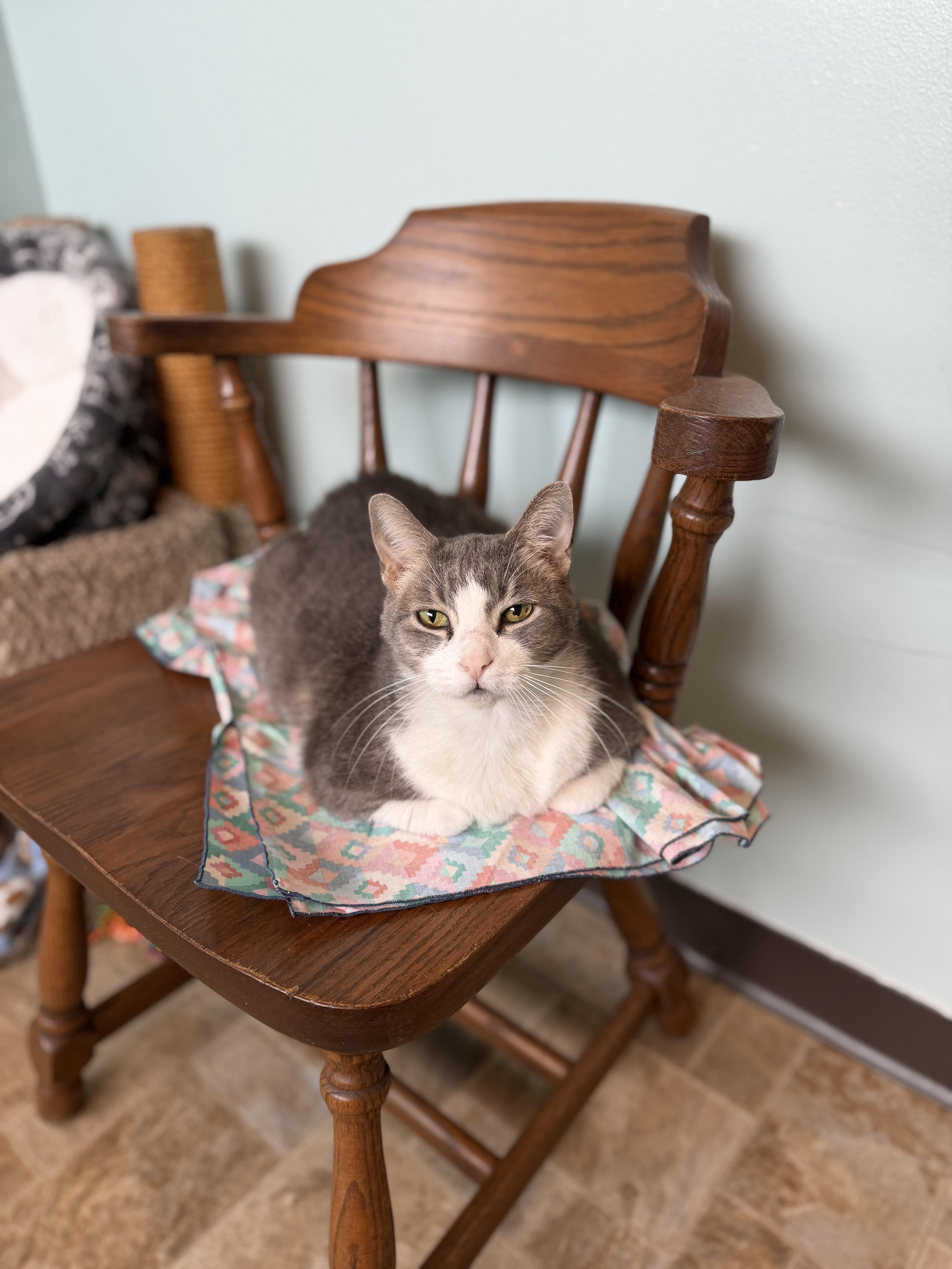 Enlarge Leo, a Adoptable Domestic Short Hair in Dodgeville, WI image 3/6