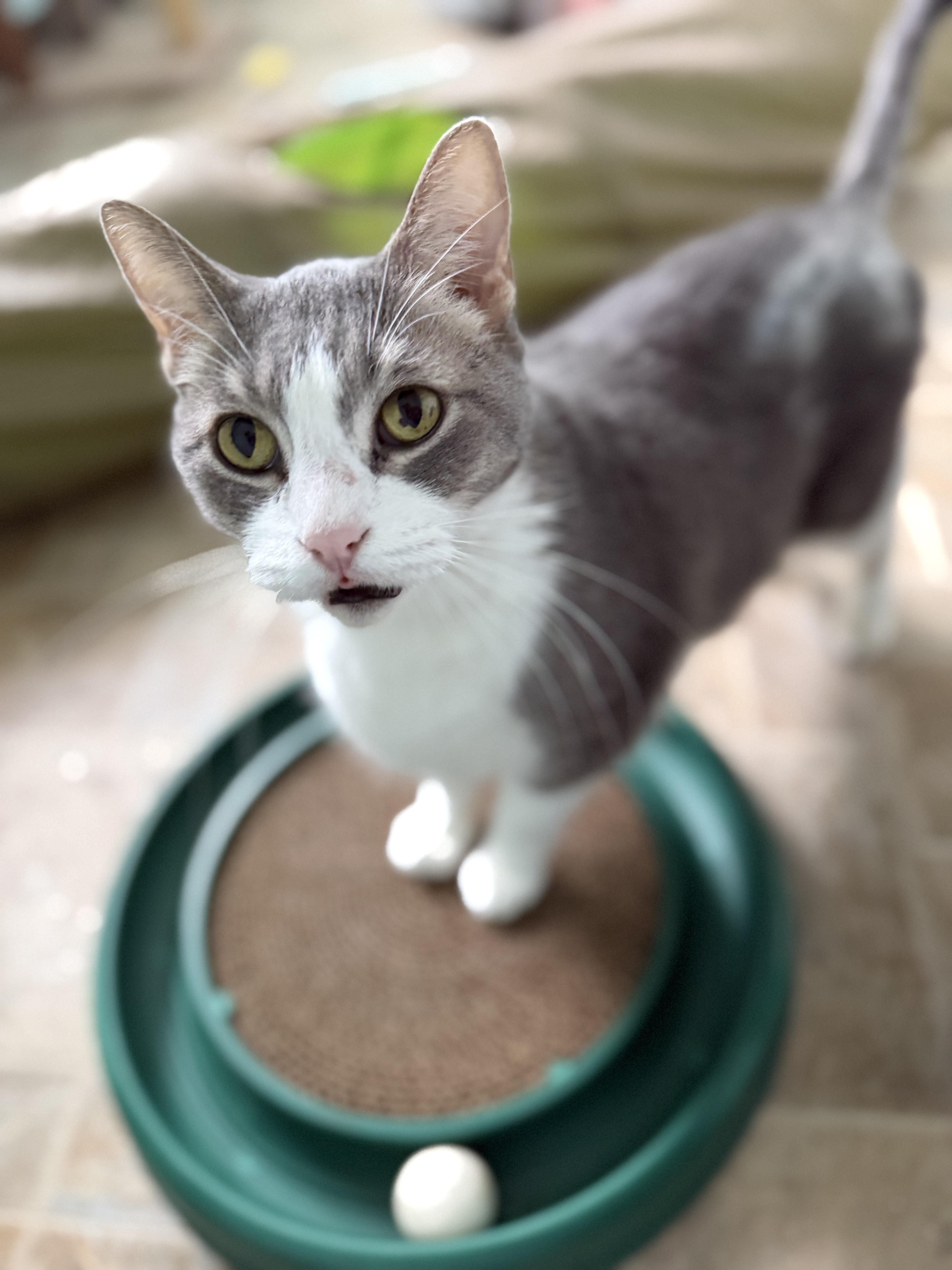 Enlarge Leo, a Adoptable Domestic Short Hair in Dodgeville, WI image 4/6