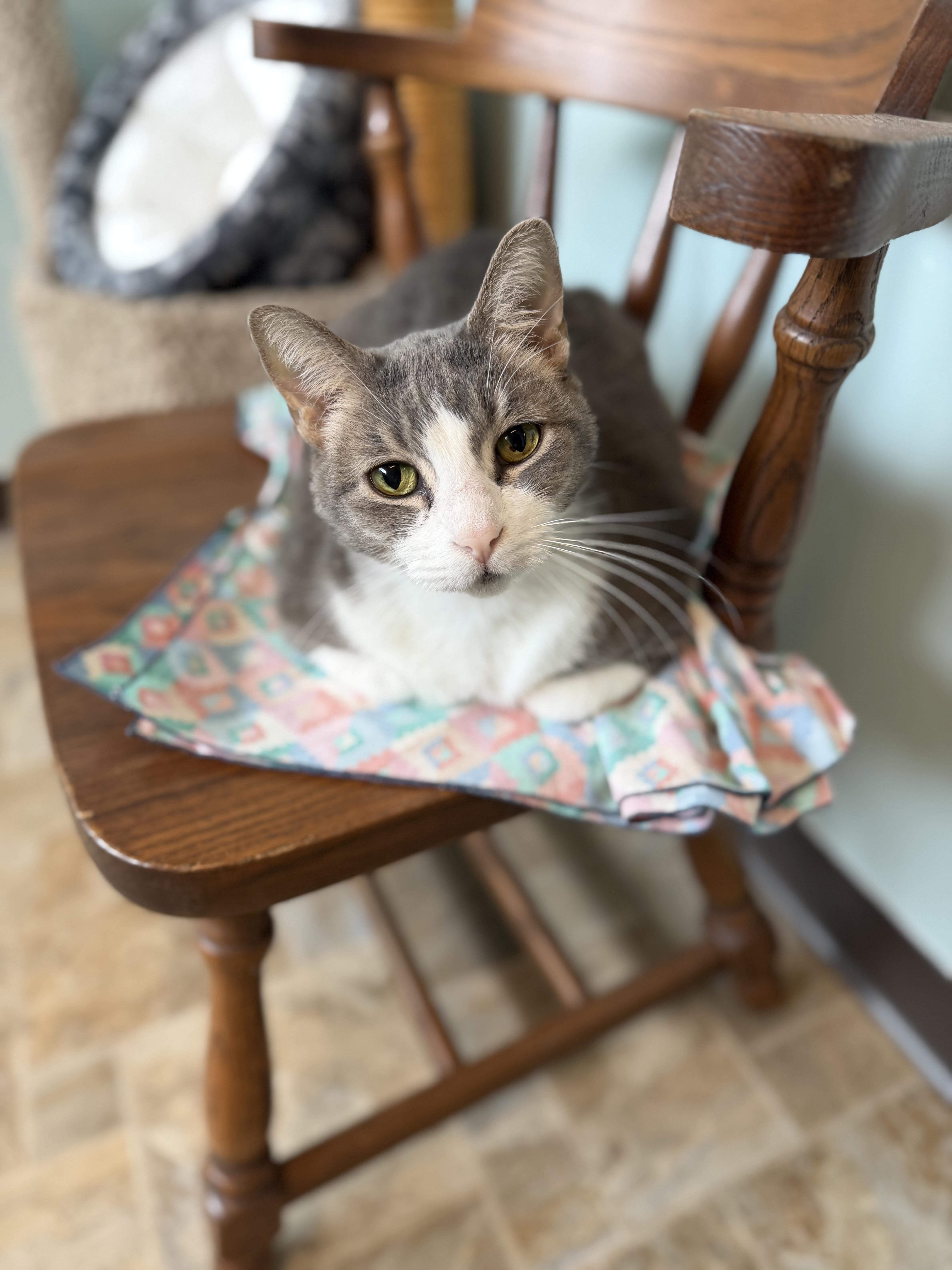 Enlarge Leo, a Adoptable Domestic Short Hair in Dodgeville, WI image 5/6