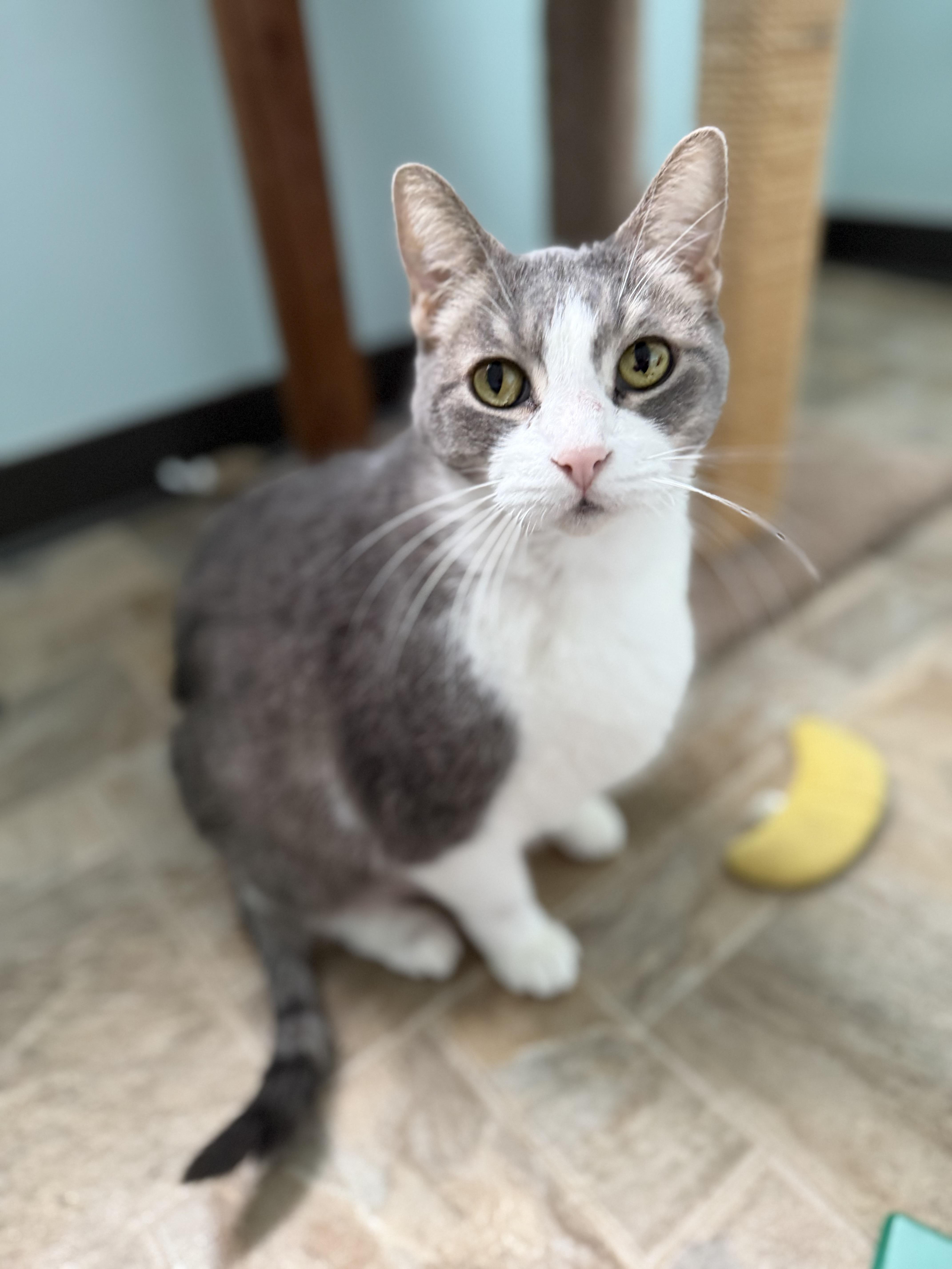 Enlarge Leo, a Adoptable Domestic Short Hair in Dodgeville, WI image 2/6
