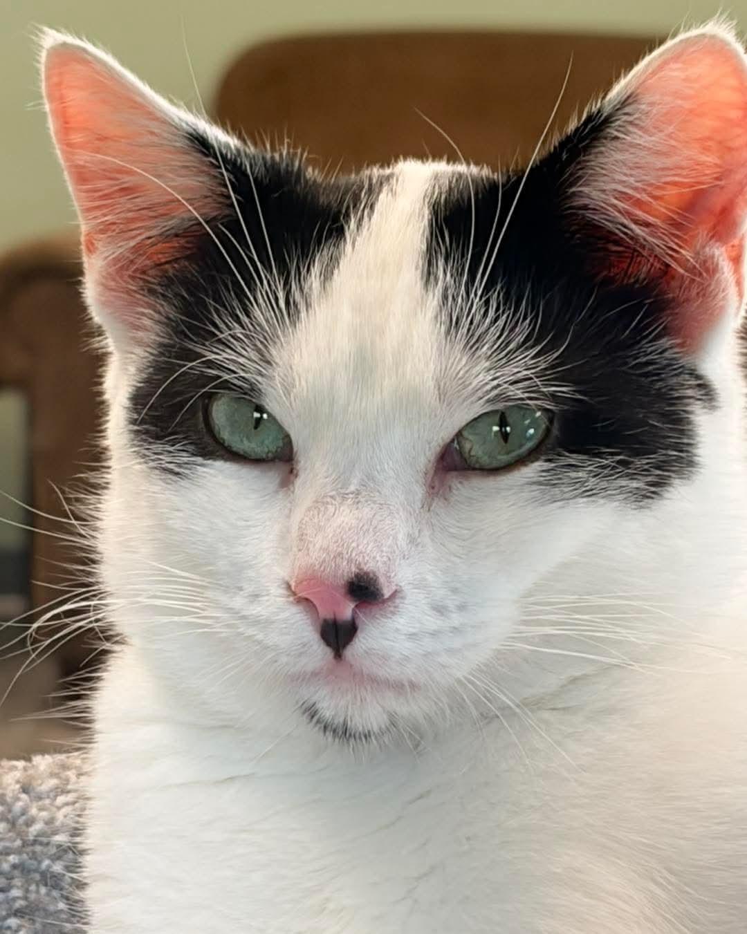 Bart @ The Cat's Brew, Adoptable, Adult Male Domestic Short Hair & Tuxedo.