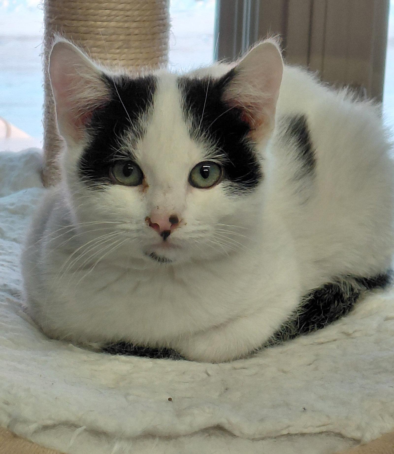 Enlarge Bart @ The Cat's Brew, a Adoptable mixed breed in Montello, WI image 2/3