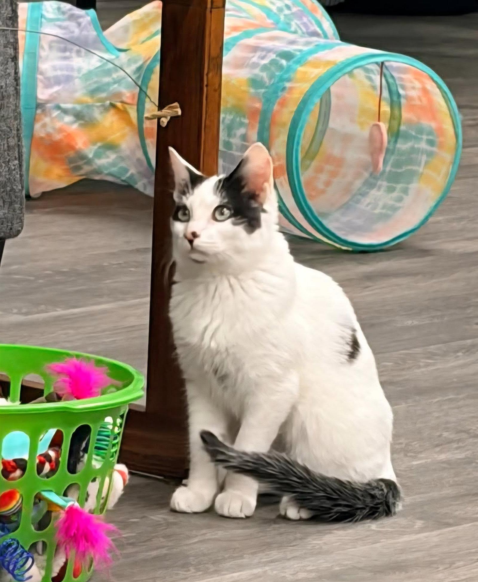 Enlarge Bart @ The Cat's Brew, a Adoptable mixed breed in Montello, WI image 3/3