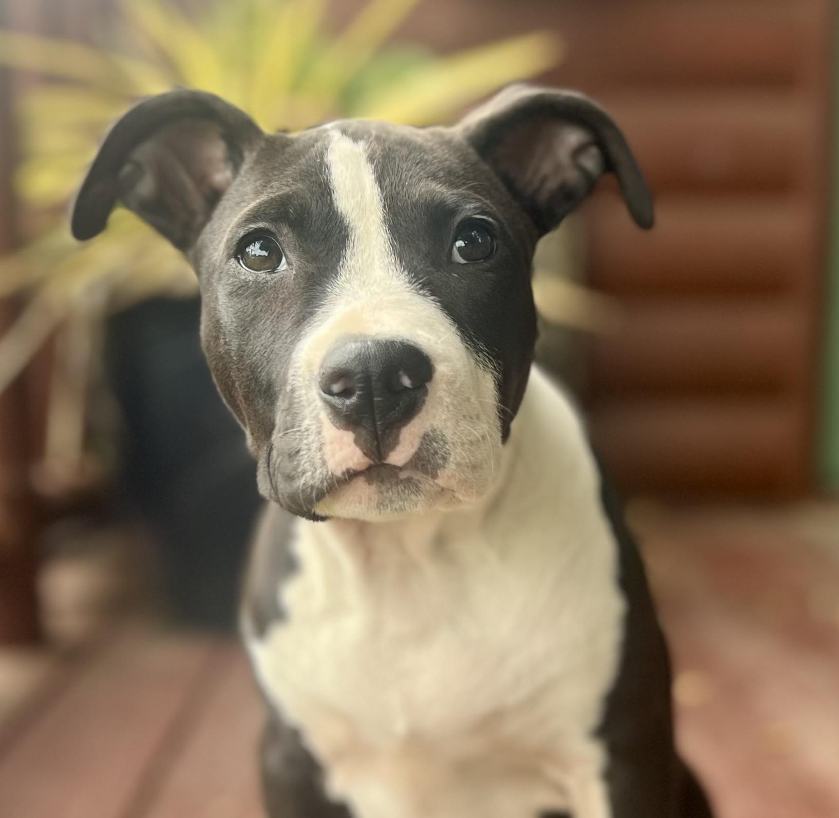 Enlarge Cooper (female pup), an adopted American Bully in Oakland, CA image 1/4
