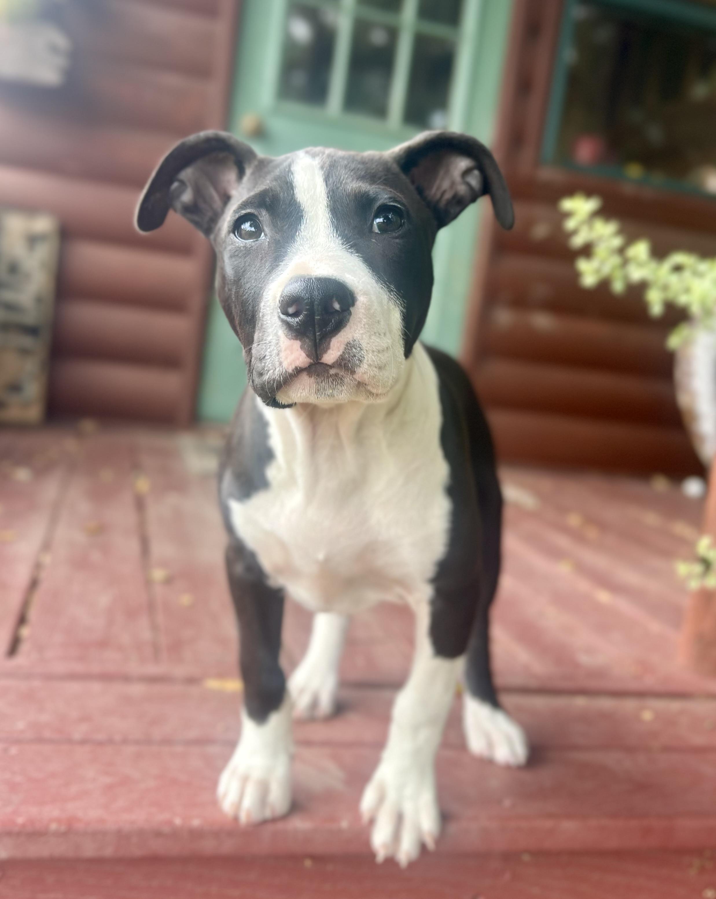 Enlarge Cooper (female pup), an adopted American Bully in Oakland, CA image 4/4