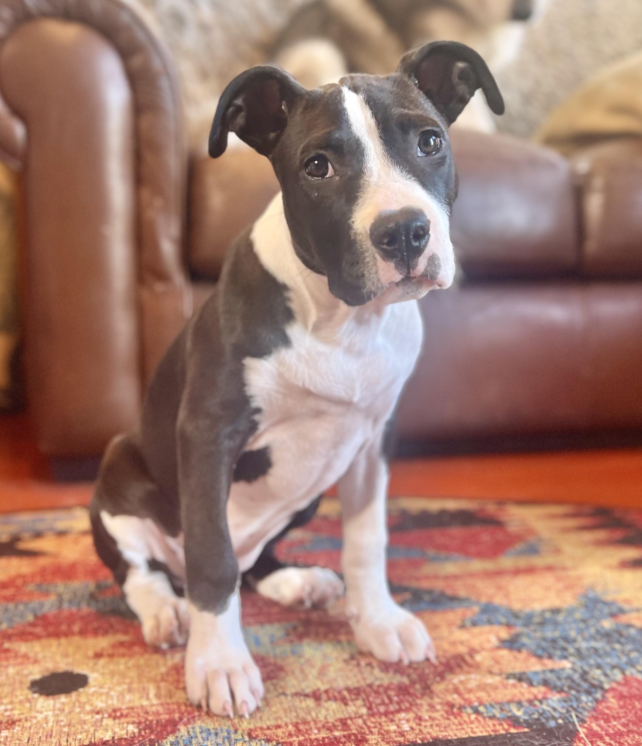 Enlarge Cooper (female pup), an adopted American Bully in Oakland, CA image 2/4