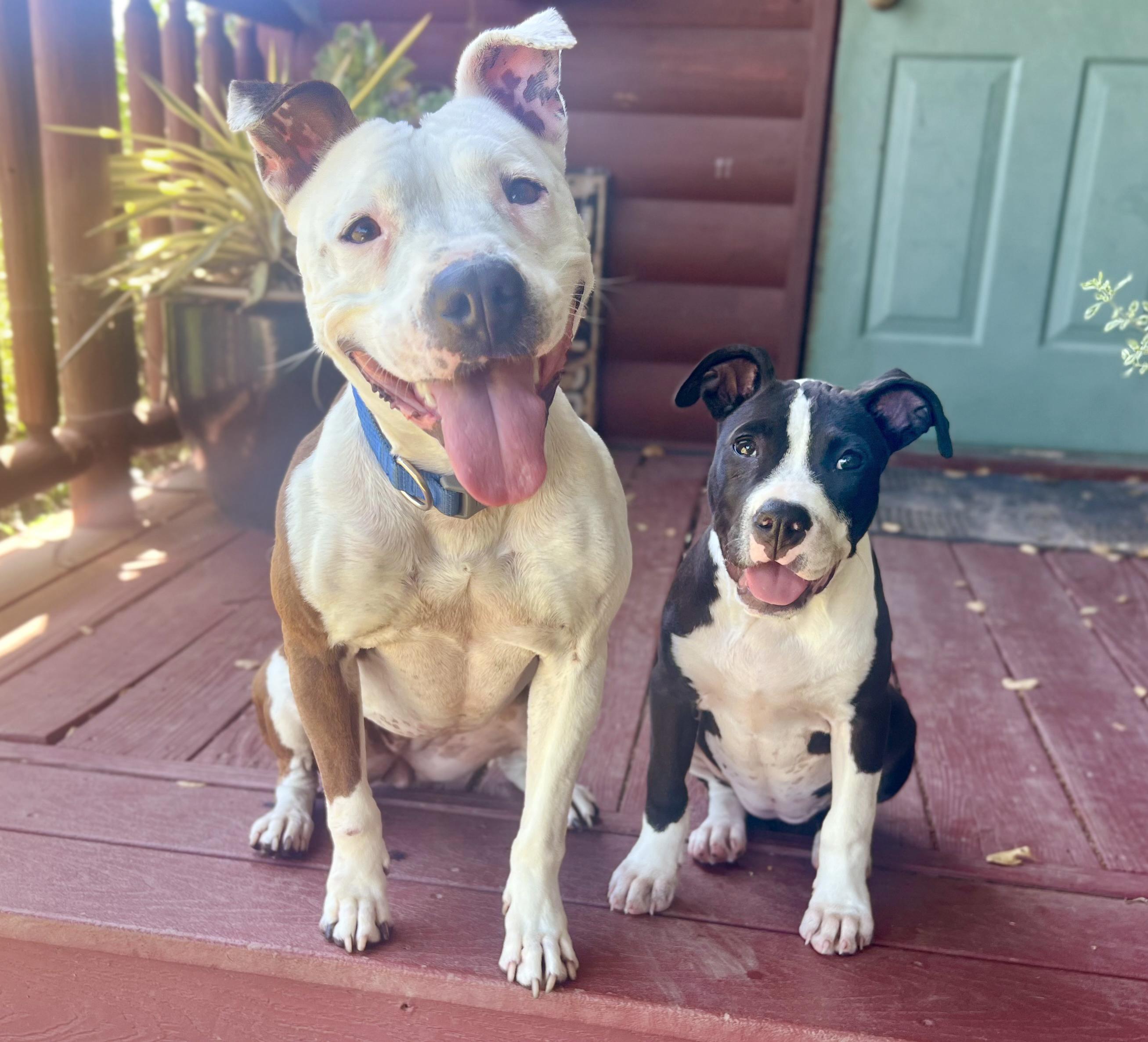 Enlarge Cooper (female pup), an adopted American Bully in Oakland, CA image 3/4
