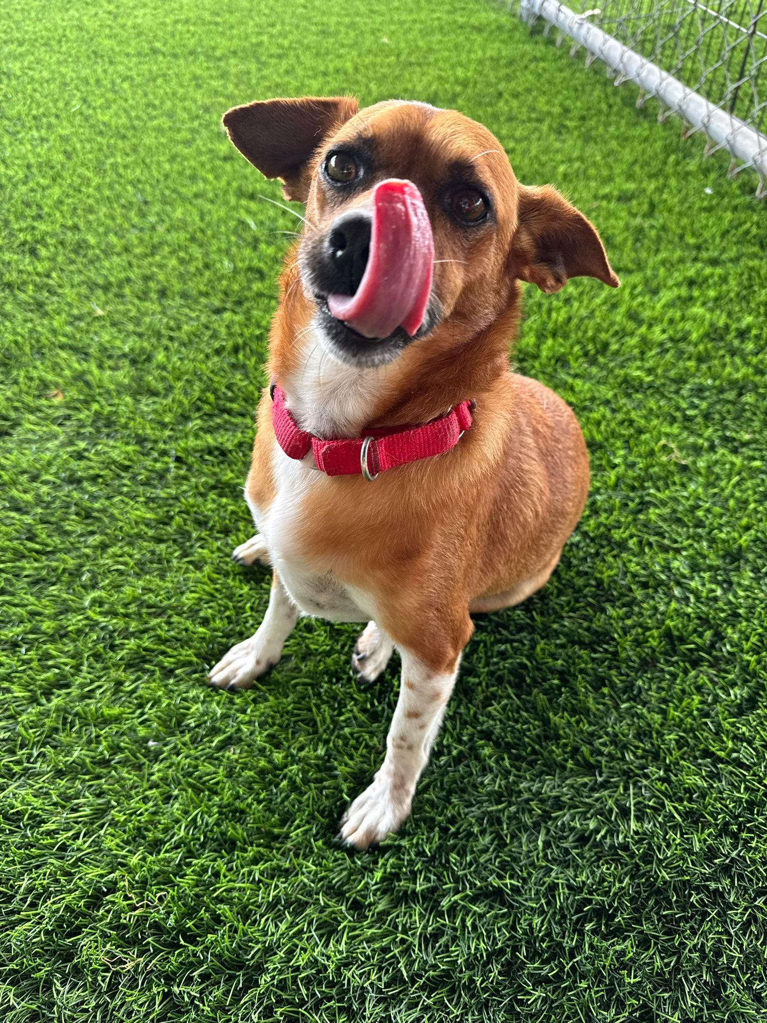 Samy, a Adoptable mixed breed in Morristown, NJ image 3/6