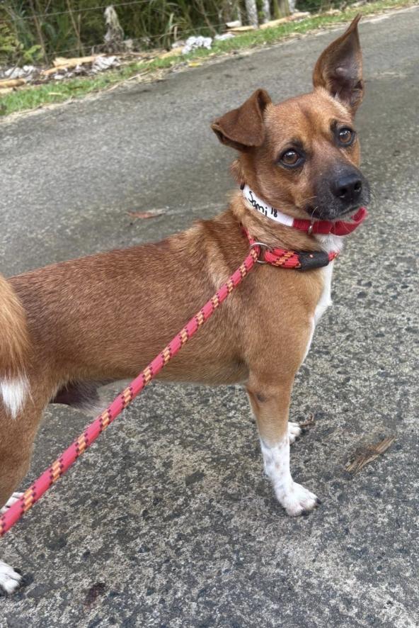 Samy, a Adoptable mixed breed in Morristown, NJ image 4/6