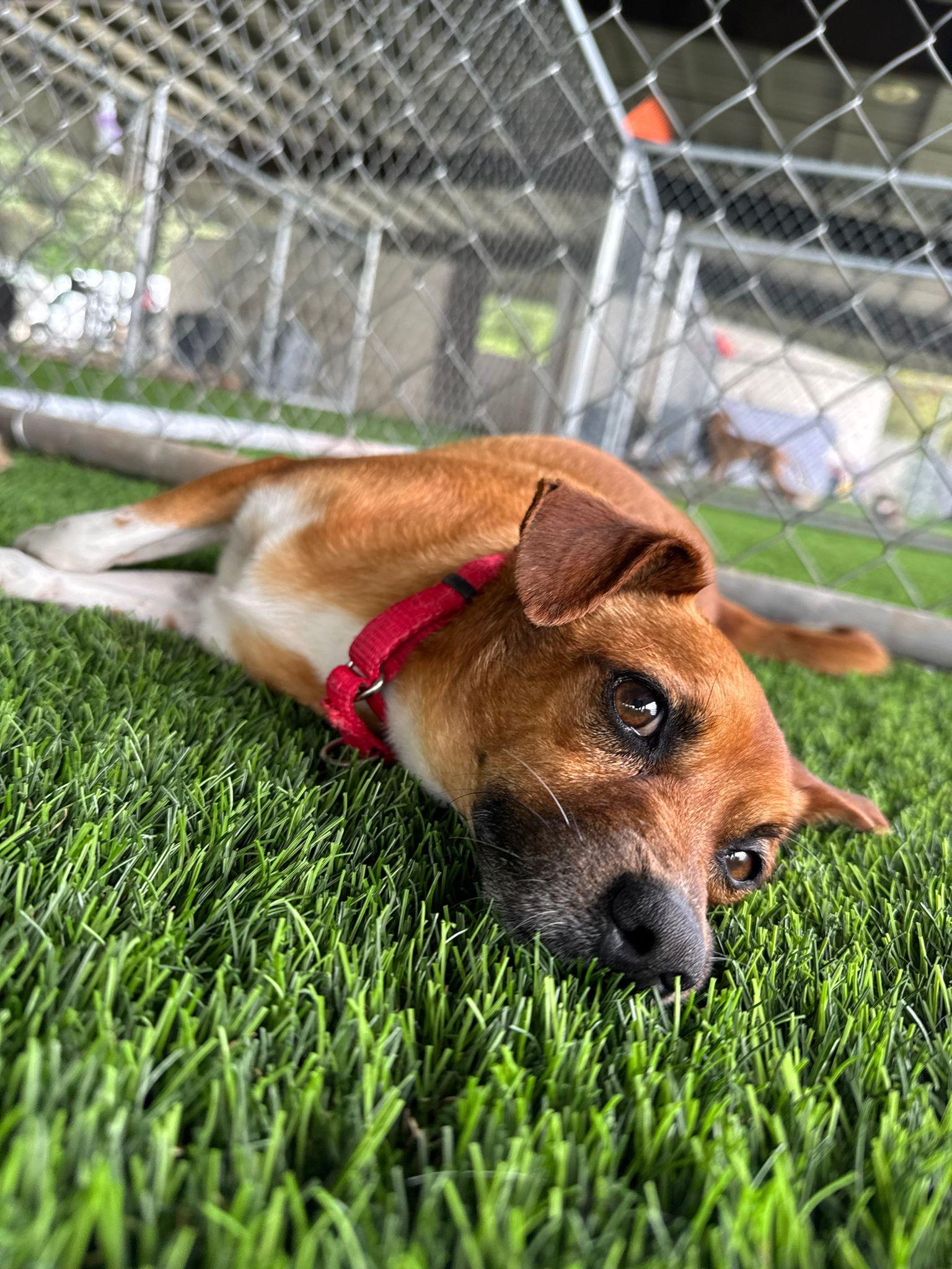 Samy, a Adoptable mixed breed in Morristown, NJ image 1/6
