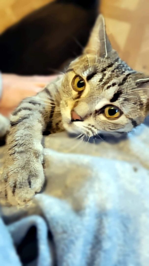 Opal, Adoptable, Adult Female Tabby.