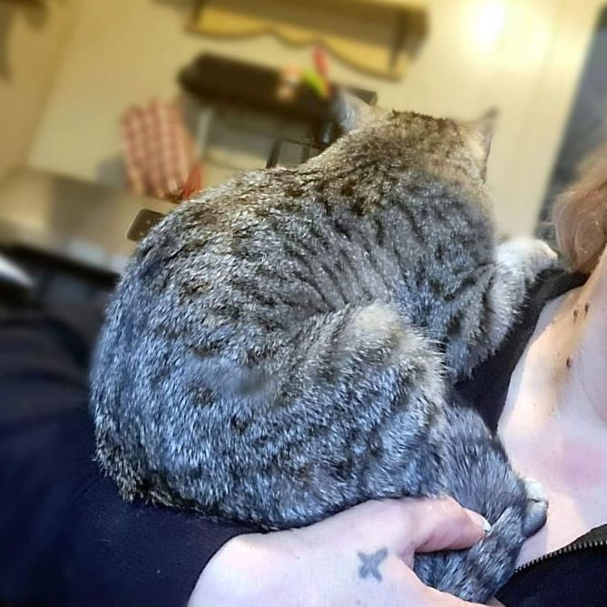 Opal, a Adoptable Tabby in Garden City, MI image 2/8