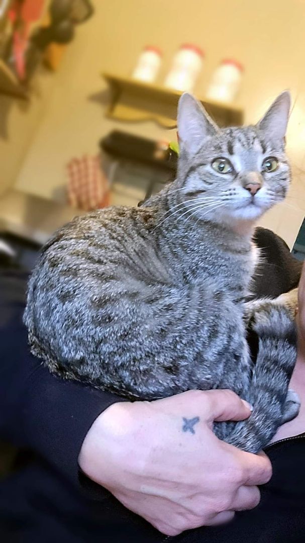 Opal, a Adoptable Tabby in Garden City, MI image 3/8