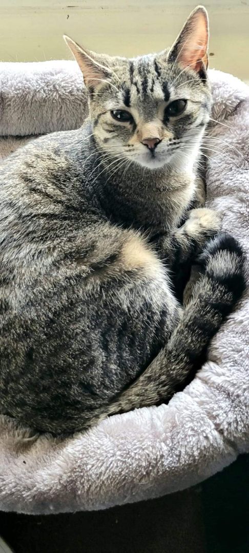 Opal, a Adoptable Tabby in Garden City, MI image 4/8