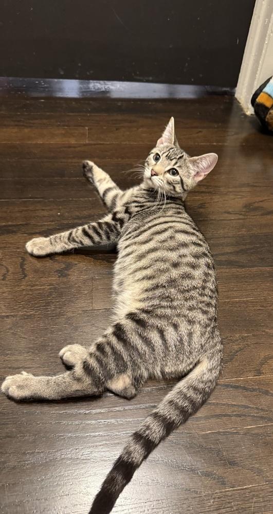 Enlarge Munchkin and Rose, a Adoptable Domestic Short Hair in Westwood, NJ image 1/4