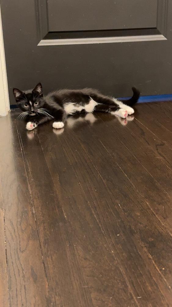 Enlarge Munchkin and Rose, a Adoptable Domestic Short Hair in Westwood, NJ image 2/4