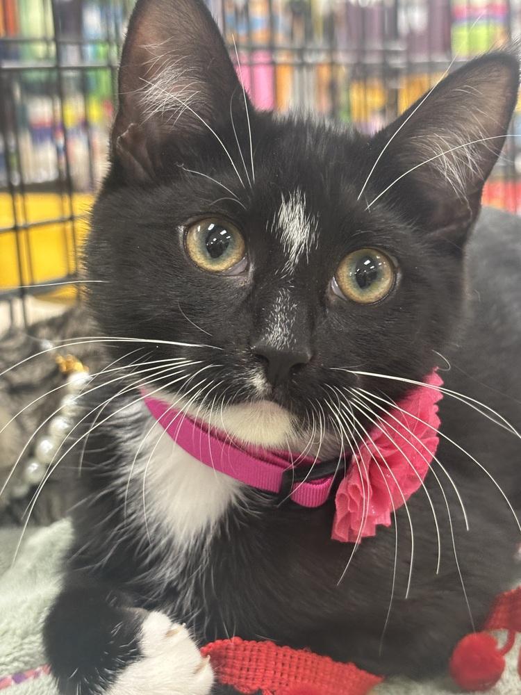 Enlarge Munchkin and Rose, a Adoptable Domestic Short Hair in Westwood, NJ image 3/4