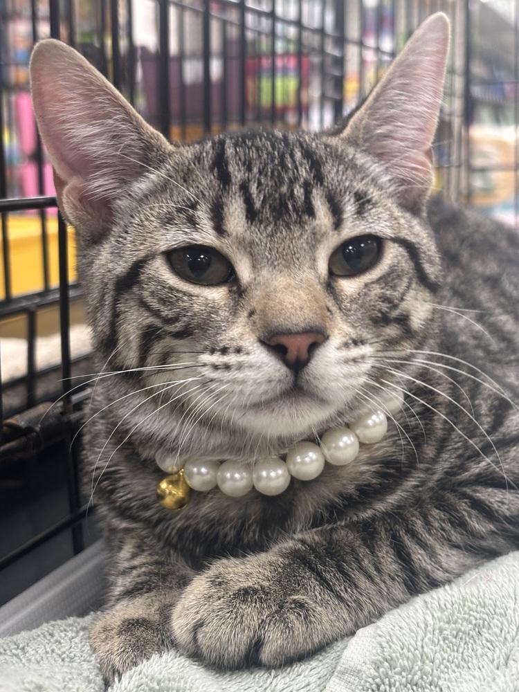 Enlarge Munchkin and Rose, a Adoptable Domestic Short Hair in Westwood, NJ image 4/4