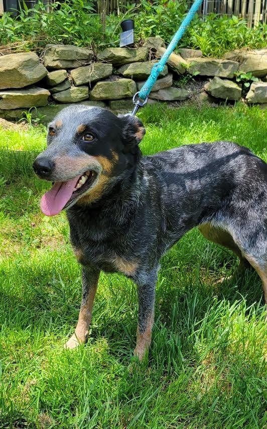 DIXIE, Adoptable, Adult Female Australian Cattle Dog / Blue Heeler.