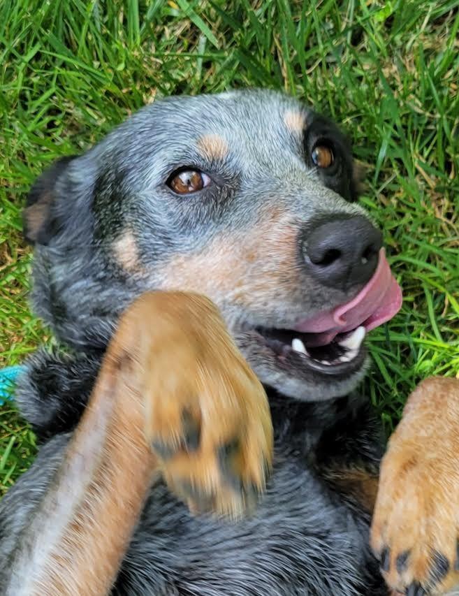 DIXIE, Adoptable, Adult Female Australian Cattle Dog / Blue Heeler.