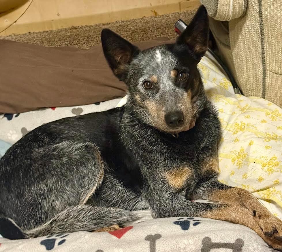 DIXIE, a Adoptable Australian Cattle Dog / Blue Heeler in Crossville, TN image 2/6