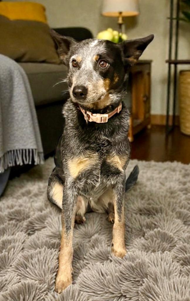 Enlarge DIXIE, a Adoptable Australian Cattle Dog / Blue Heeler in Crossville, TN image 2/4