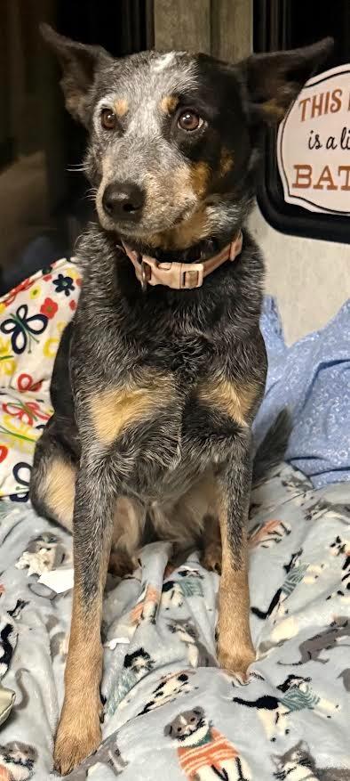 DIXIE, a Adoptable Australian Cattle Dog / Blue Heeler in Crossville, TN image 3/6