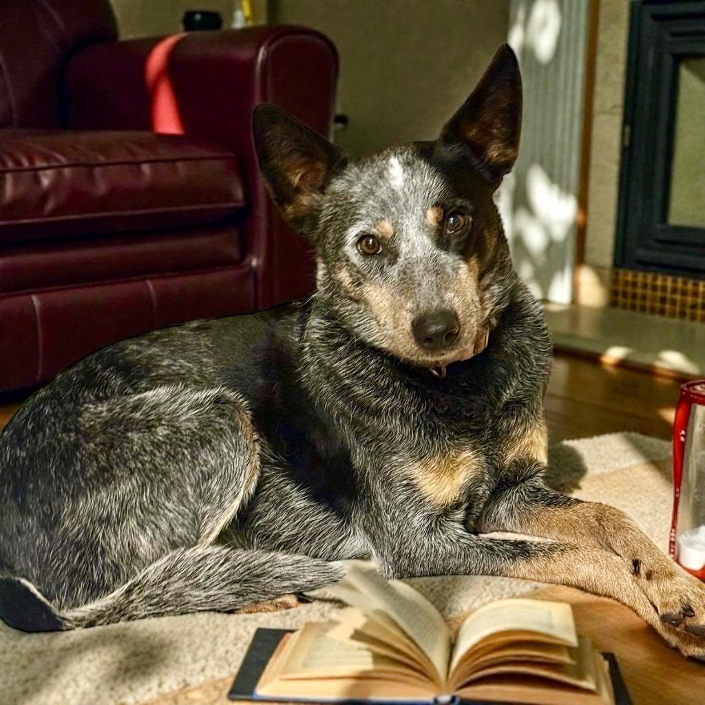 DIXIE, Adoptable, Adult Female Australian Cattle Dog / Blue Heeler.