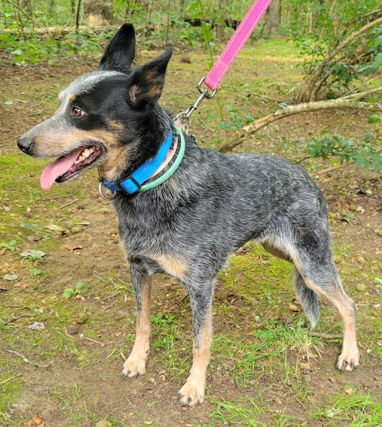 DIXIE, a Adoptable Australian Cattle Dog / Blue Heeler in Crossville, TN image 5/6