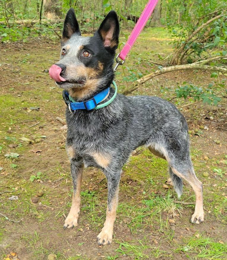 DIXIE, a Adoptable Australian Cattle Dog / Blue Heeler in Crossville, TN image 6/6