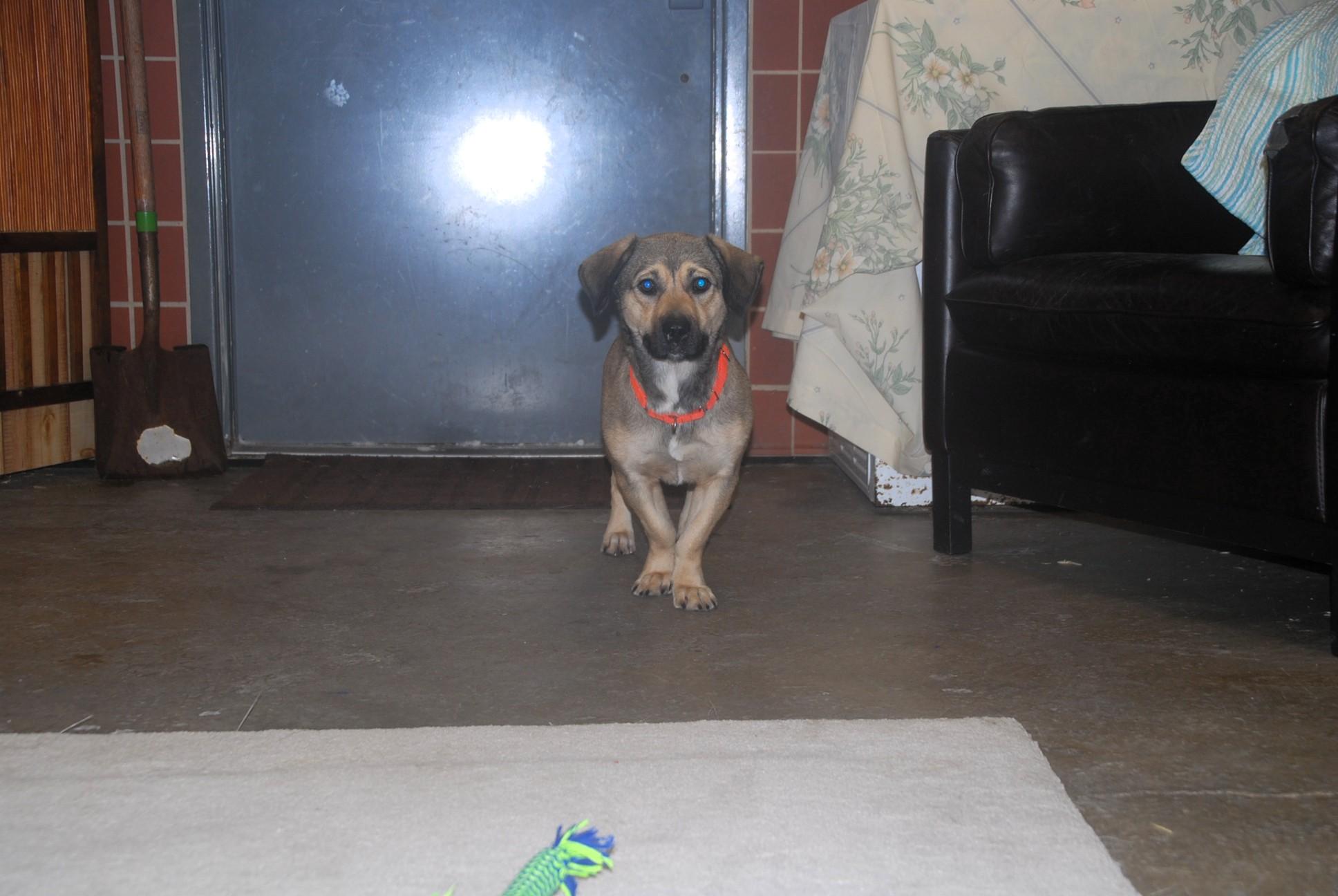 Enlarge Yonder, an adopted mixed breed in Chardon, OH image 3/5