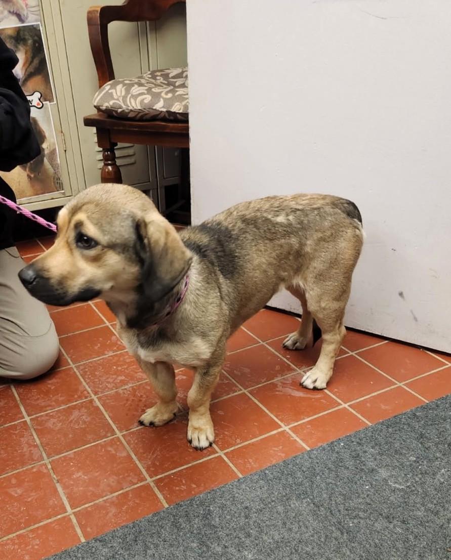 Enlarge Yonder, an adopted mixed breed in Chardon, OH image 5/5