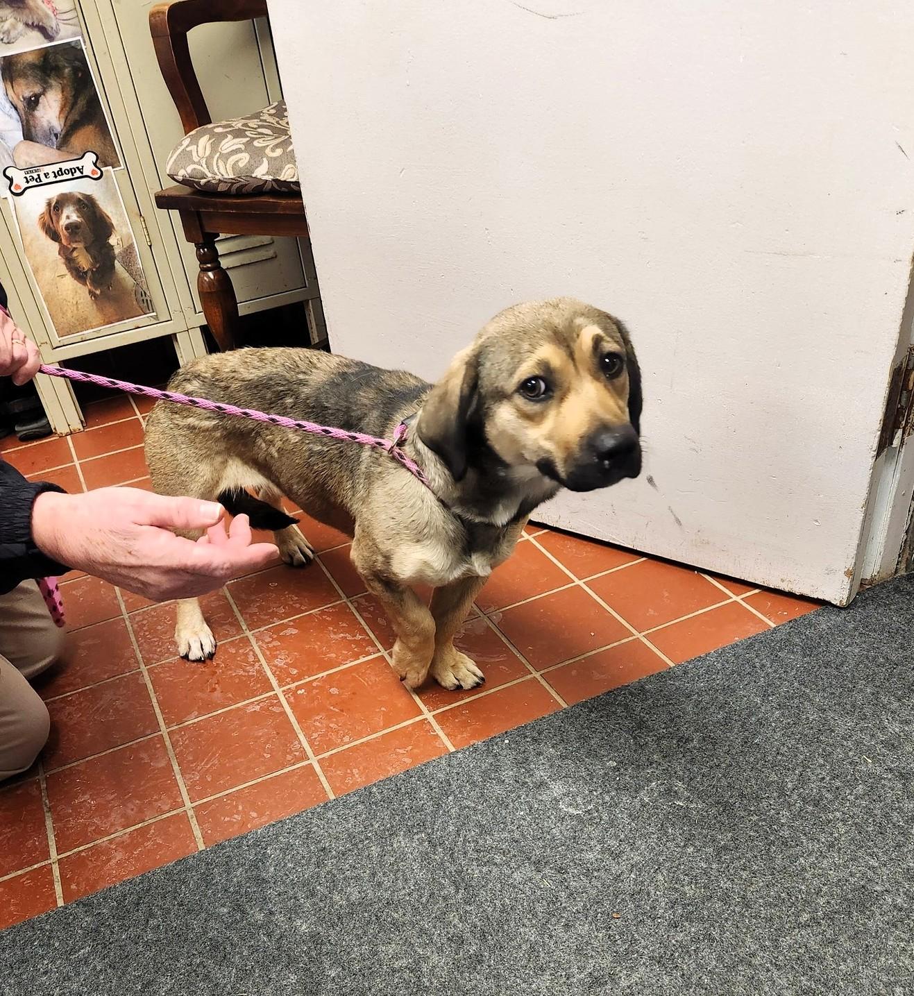 Enlarge Yonder, an adopted mixed breed in Chardon, OH image 1/5