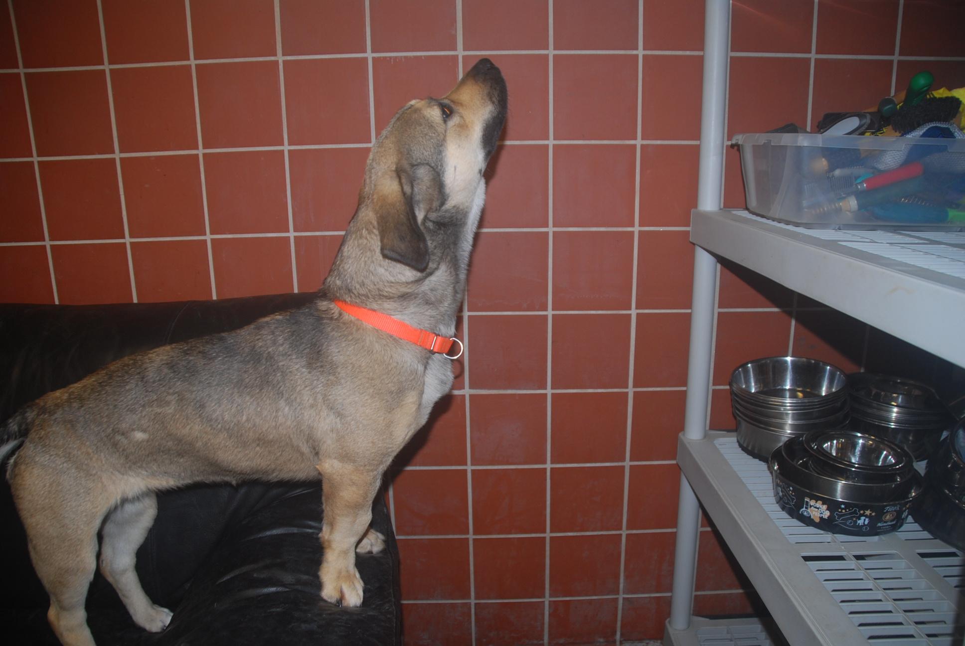 Enlarge Yonder, an adopted mixed breed in Chardon, OH image 2/5