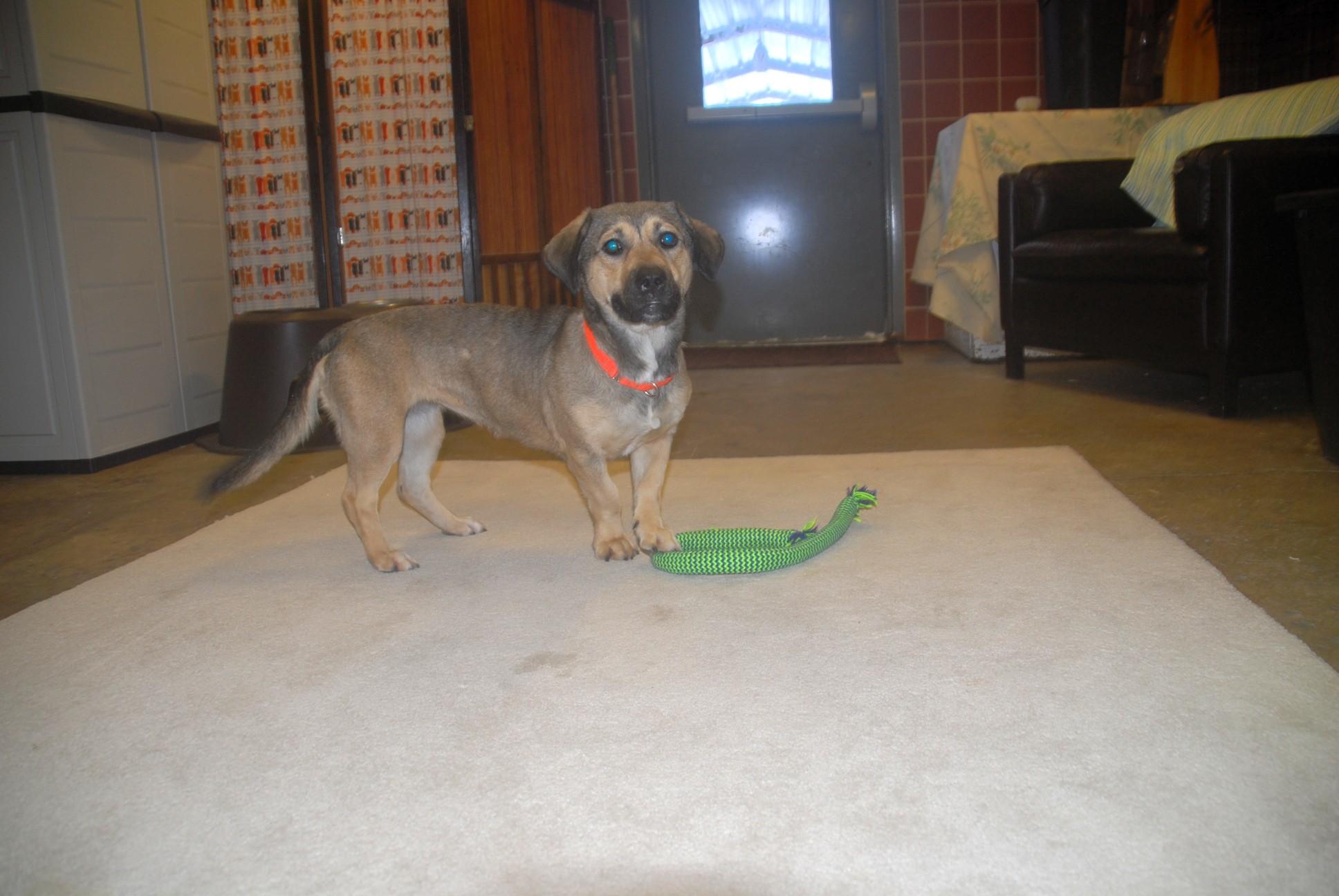 Enlarge Yonder, an adopted mixed breed in Chardon, OH image 4/5