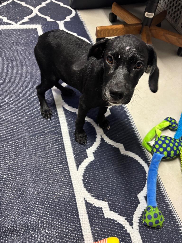 Chief, Adoptable, Puppy Male Mixed Breed.