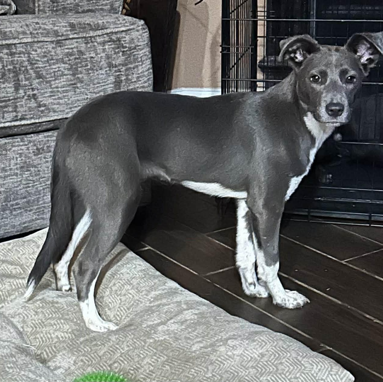 Enlarge HOLLY, a Adoptable mixed breed in allen, TX image 1/4